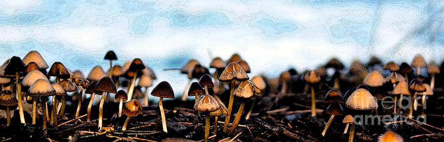 Mushroom Kingdom I Photograph by Cassandra Buckley