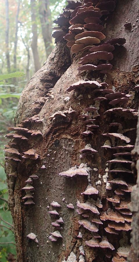 Mushroom ladder Photograph by Robert Nickologianis