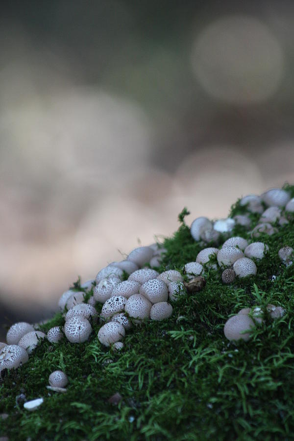 Mushroom Photograph - Mushroom Land by Vadim Levin