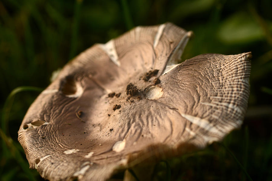 Mushroom Landscape Photograph by Wanda Brandon