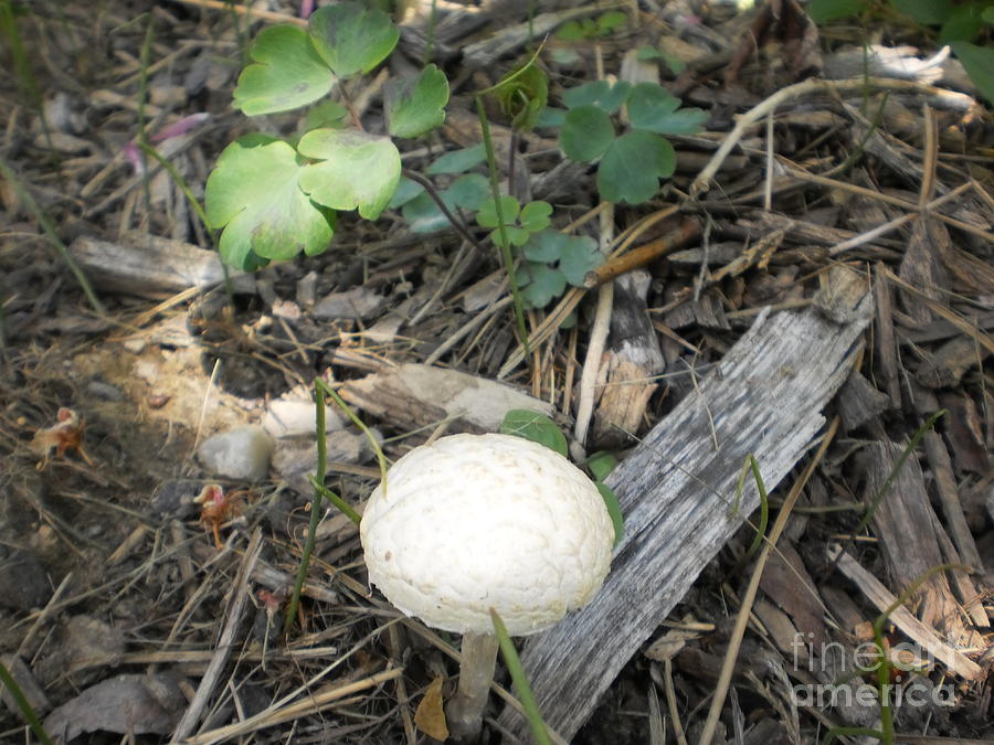 Mushroom Photograph - Mushroom by Leonard Lukomski
