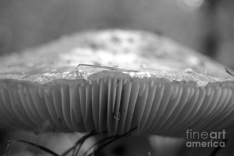 Black And White Photograph - Mushroom Lines 2 by Rachael Shaw