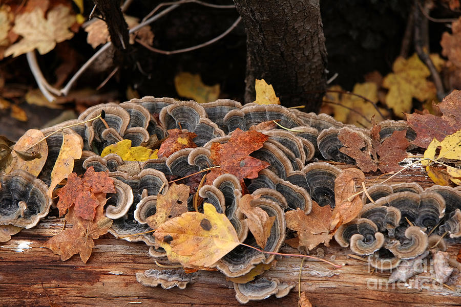 Mushroom Log Photograph by Ron Chilston