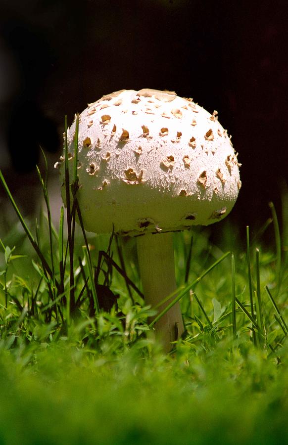 Mushroom Photograph by Lonnie Paulson
