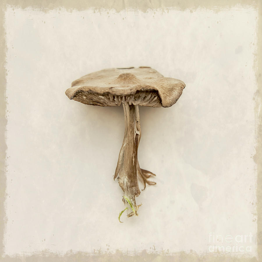 Mushroom Photograph by Lucid Mood