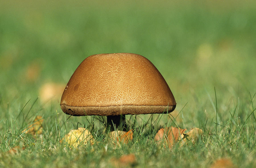 Mushroom Photograph by M. Watson