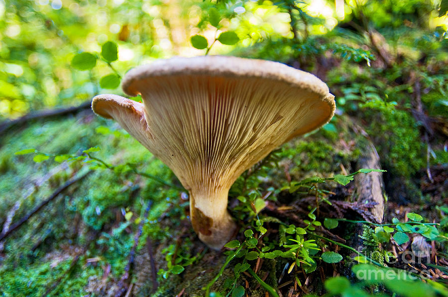 Mushroom Magic 1 Photograph by Terry Elniski