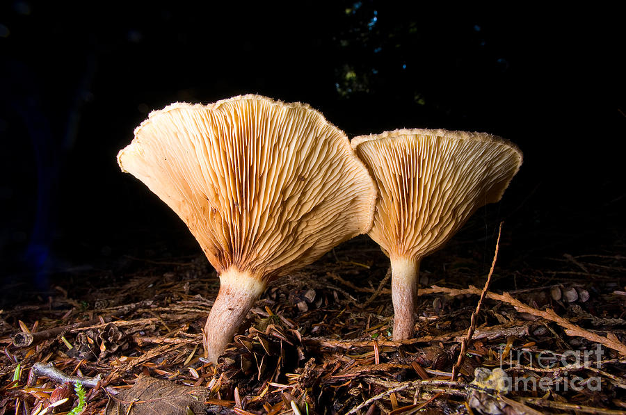 Mushroom Magic 10 Photograph by Terry Elniski