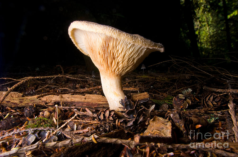 Mushroom Magic 11 Photograph by Terry Elniski