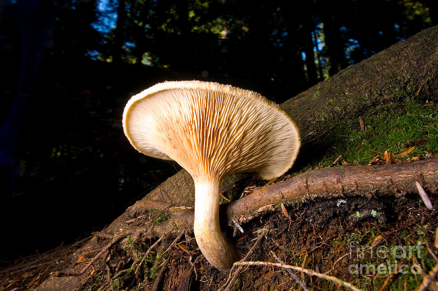 Mushroom Magic 12 Photograph by Terry Elniski