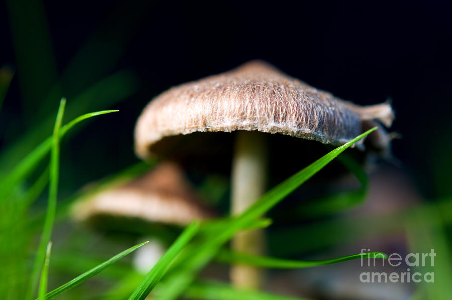 Mushroom Magic 13 Photograph by Terry Elniski