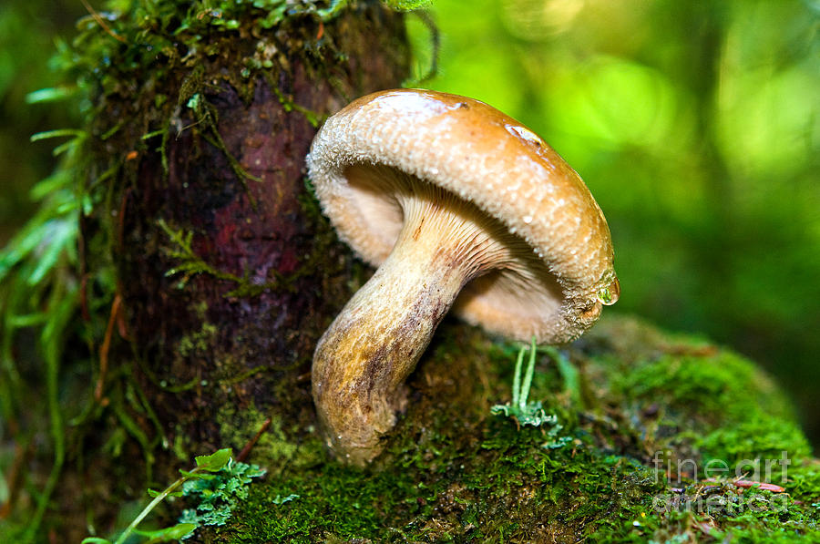 Mushroom Magic 2 Photograph by Terry Elniski