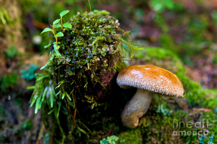Mushroom Magic 3 Photograph by Terry Elniski