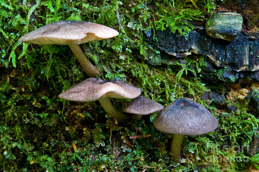 Mushroom Magic 4 Photograph by Terry Elniski