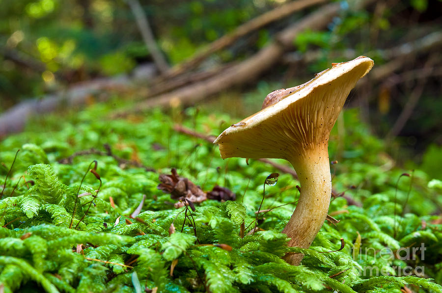 Mushroom Magic 5 Photograph by Terry Elniski