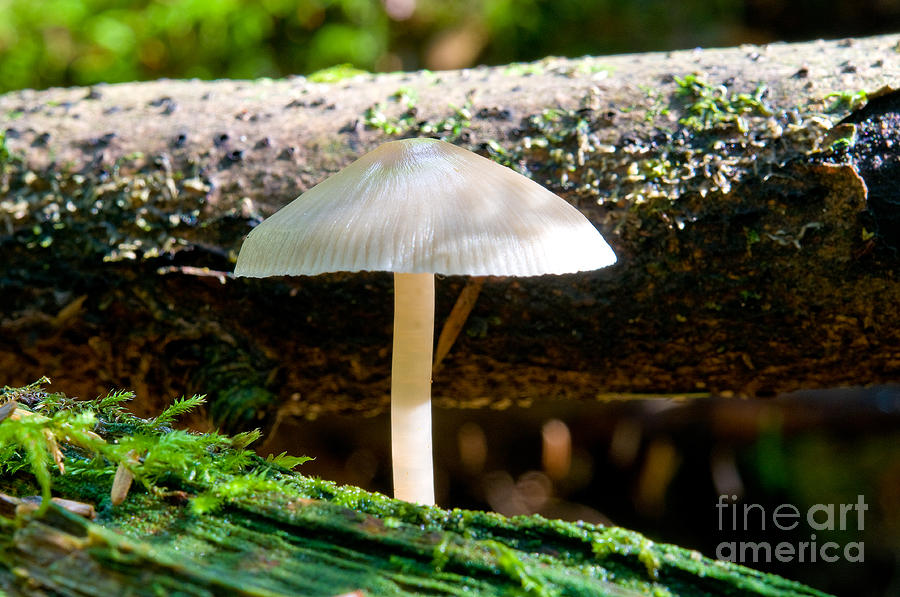 Mushroom Magic 6 Photograph by Terry Elniski