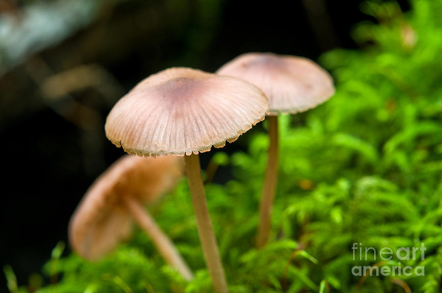 Mushroom Magic 7 Photograph by Terry Elniski