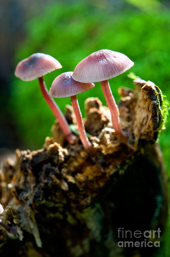 Mushroom Magic 8 Photograph by Terry Elniski
