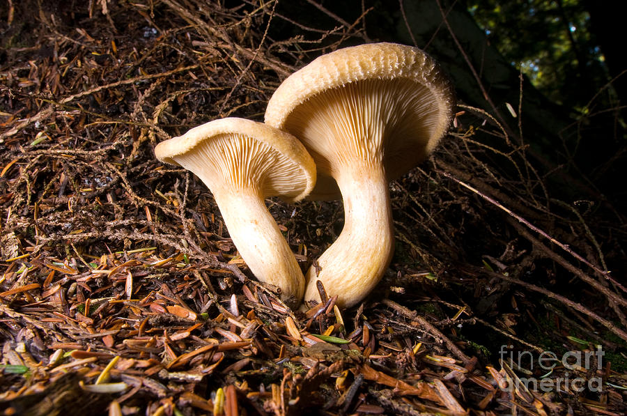 Mushroom Magic 9 Photograph by Terry Elniski