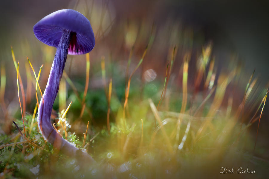Mushroom magic Photograph by Dirk Ercken