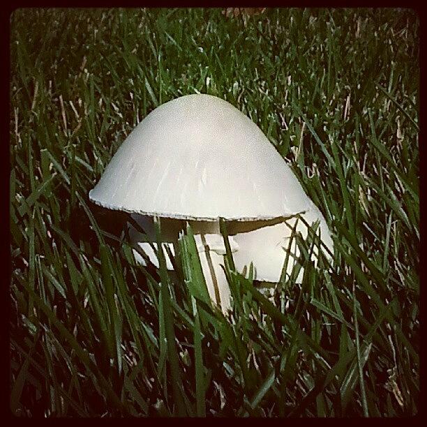 Mushroom Photograph - Mushroom Magic by Sacred  Muse