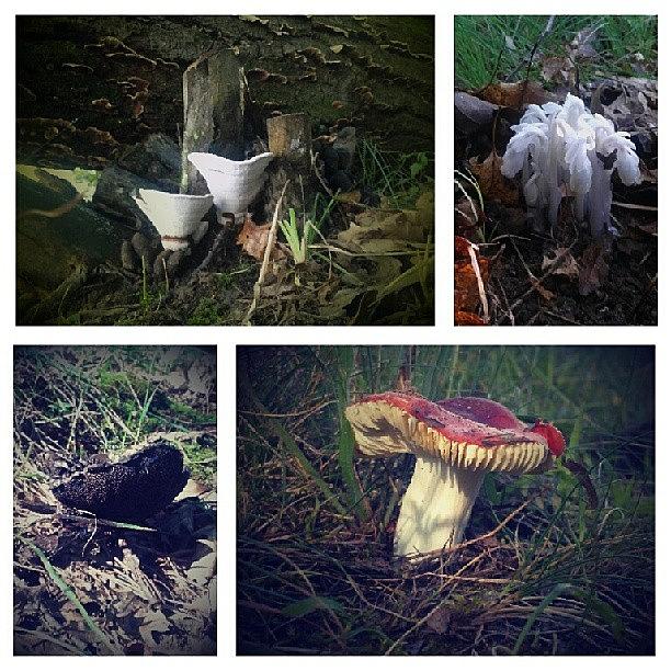 Mushroom Photograph - #mushroom #michigan #kesington by September Stone