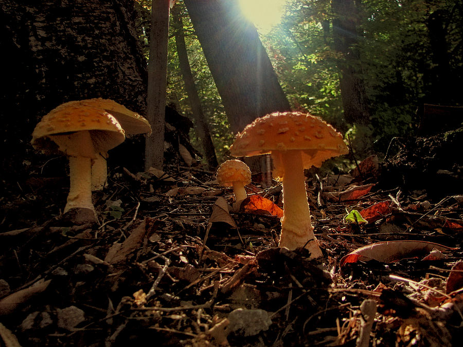 Mushroom Morning Photograph by Gary Blackman