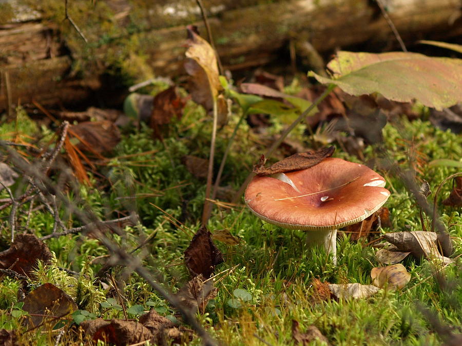 Mushroom n Moss Photograph by James Peterson
