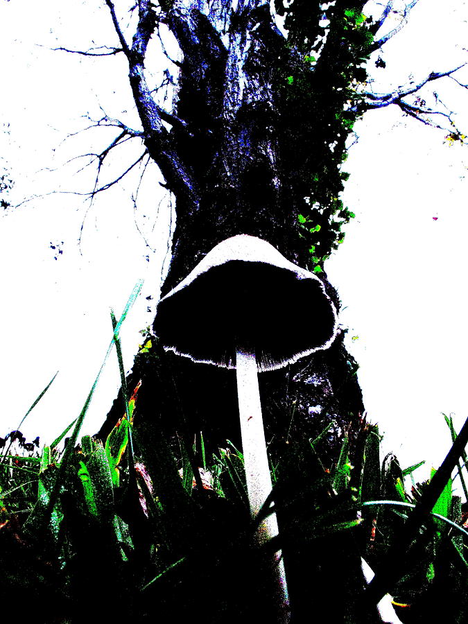 Mushroom N Tree Photograph by John King I I I