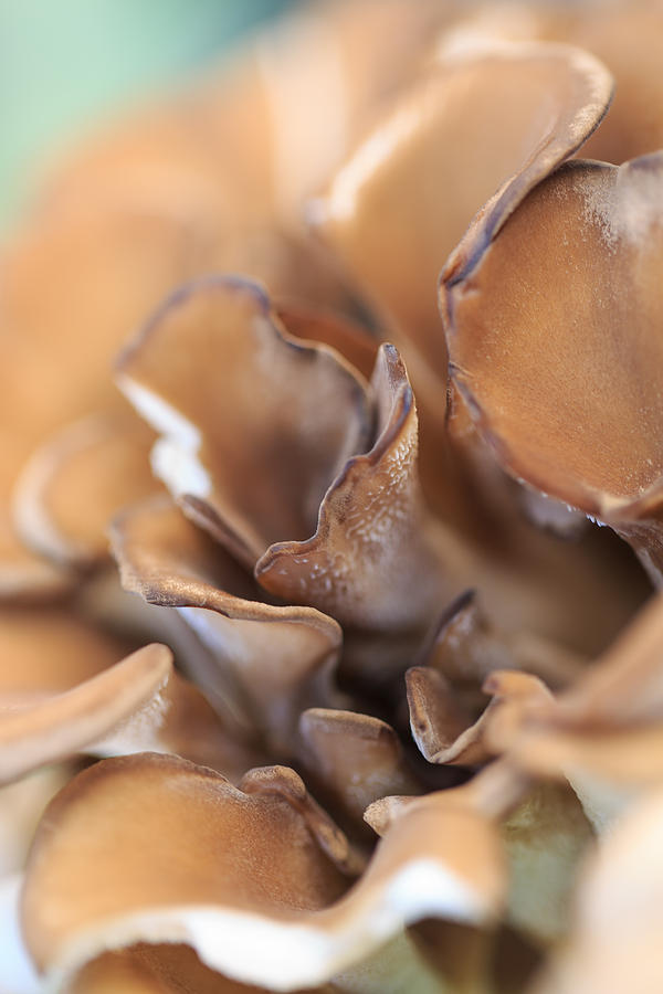 Mushroom Patch Photograph by Matthew Onheiber