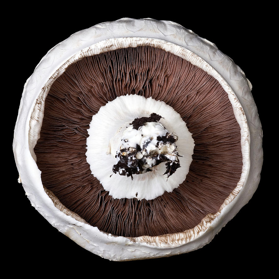 Mushroom Photograph - Mushroom by Paul Rapson/science Photo Library