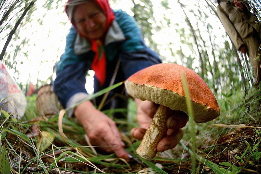 Mushroom picking Photograph by Science Photo Library