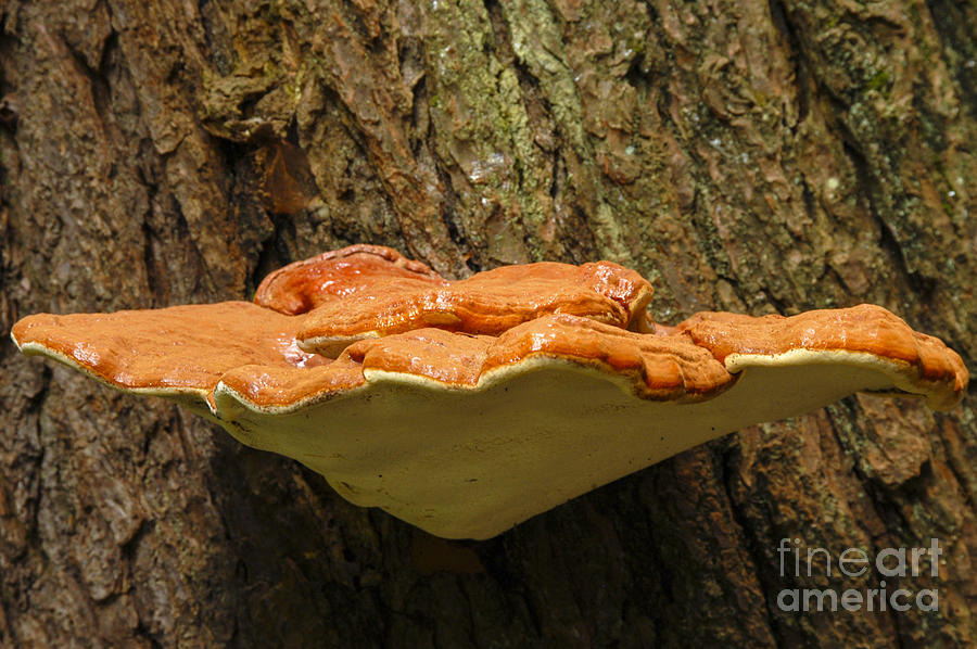 Mushroom Plate Photograph by Bob Phillips