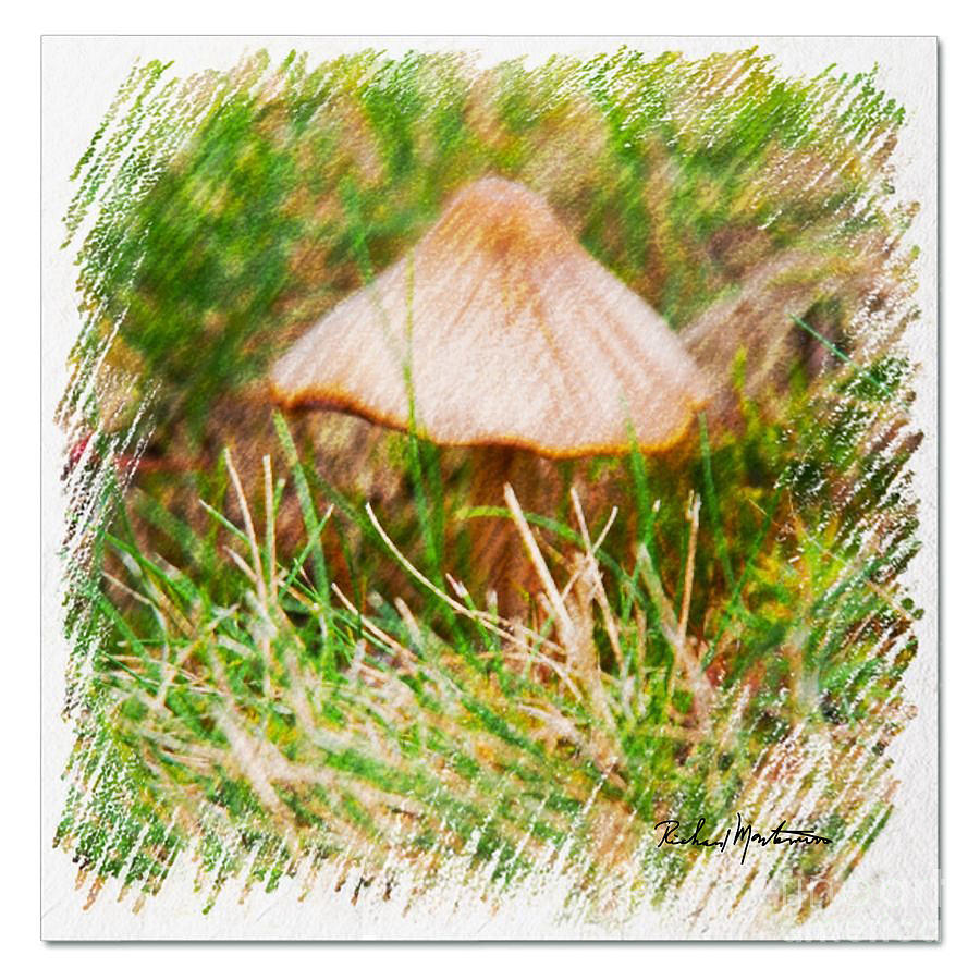 Mushroom Photograph by Richard  Montemurro