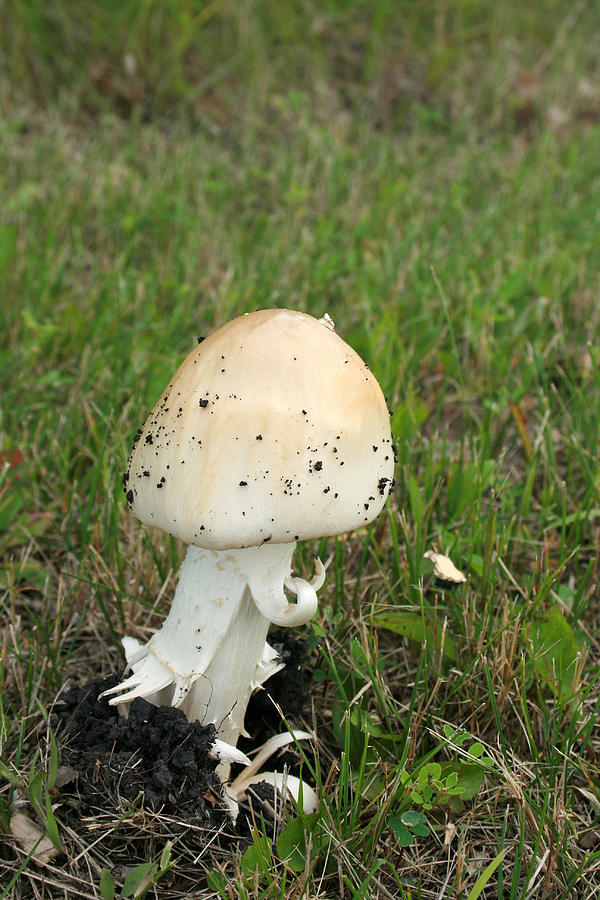 Mushroom Photograph by Robert Hamm - Fine Art America