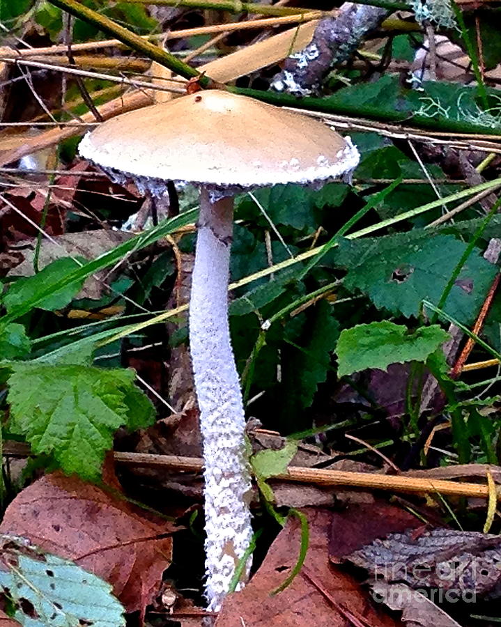 Mushroom Photograph by Sean Griffin