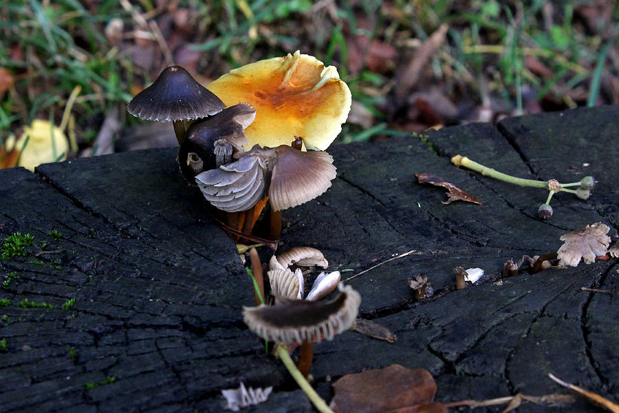 Mushroom Selection Photograph by Tony Murtagh