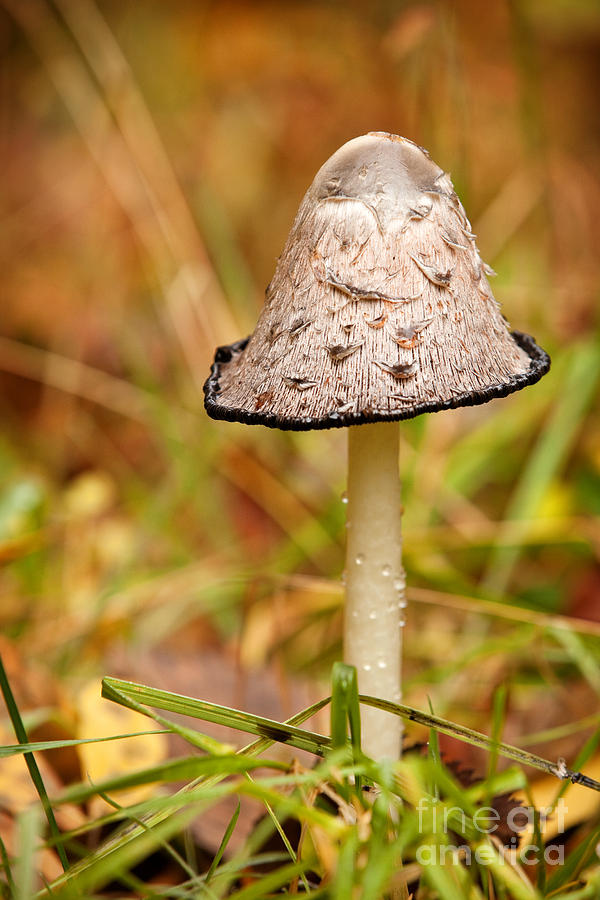 Mushroom Photograph - Shaggy Mane Mushroom by Sharon Dominick