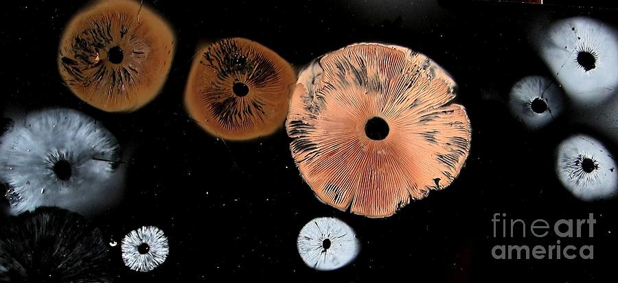 Nature Photograph - Mushroom Spore Prints by Timothy Myles