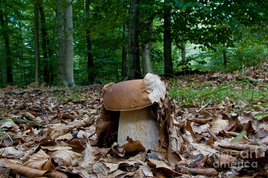 Mushroom Photograph - Mushroom Sprouting by Frank Fox