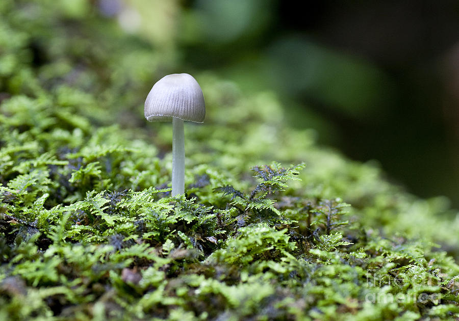 Mushroom Photograph by Steven Ralser