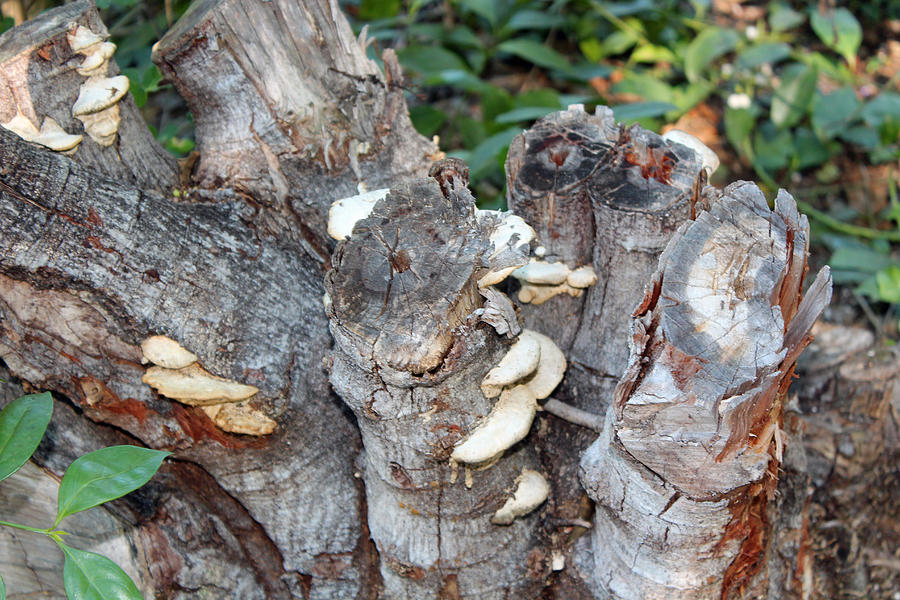 Mushroom Stump Photograph by Audrey Robillard