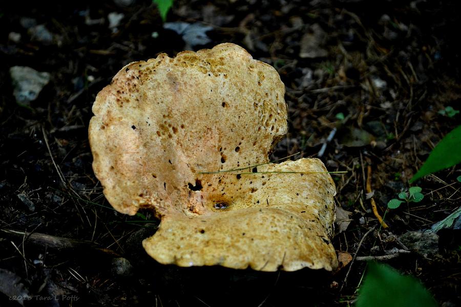 Mushroom Supreme Photograph by Tara Potts