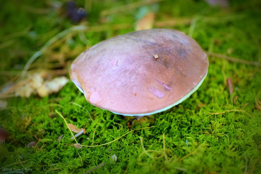 Mushroom Top Photograph by Tara Potts