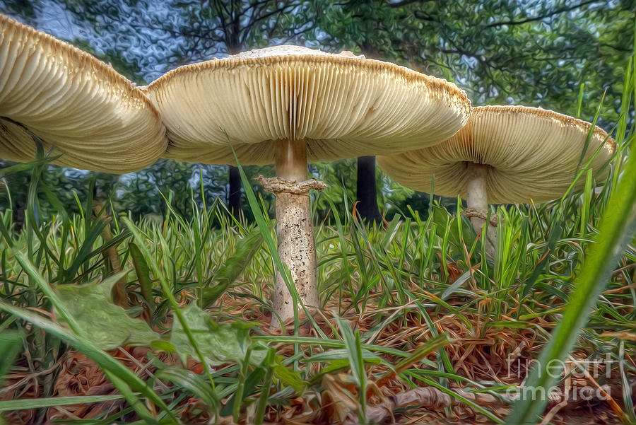 Mushroom Trio Photograph by Martin Konopacki