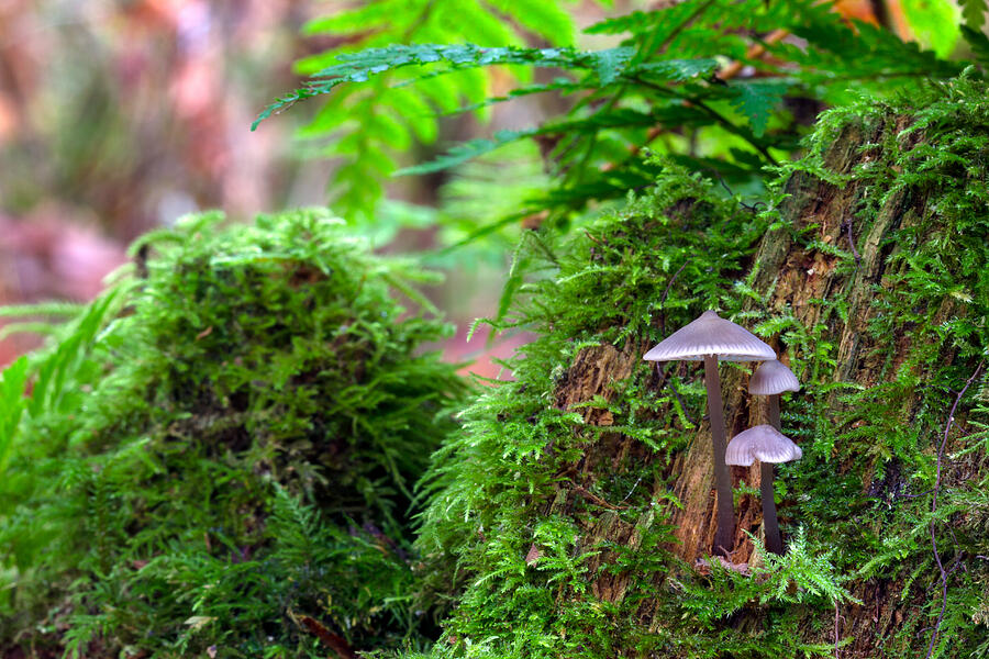 Mushroom Trio Photograph by Michael Russell