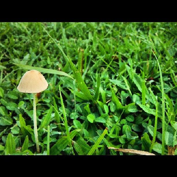 Mushroom Photograph - #mushroom #tungsong #golden #grass by Surachan Pramong