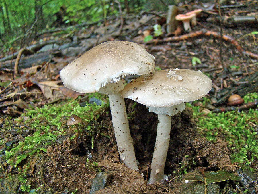 Mushroom Twins - All Grown Up Photograph by Carol Senske