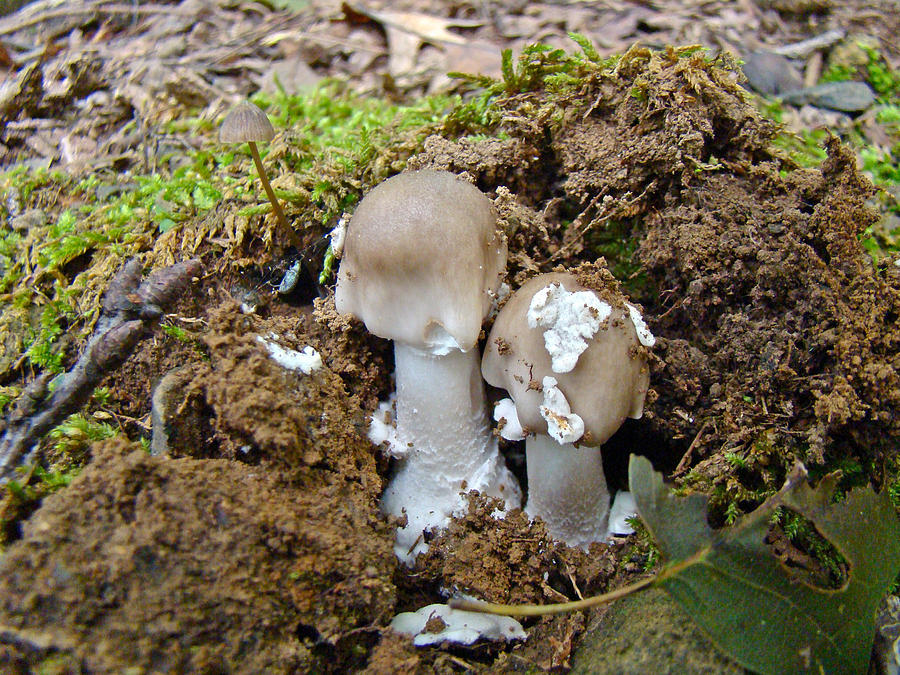 Mushroom Twins - As Youngsters Photograph by Carol Senske