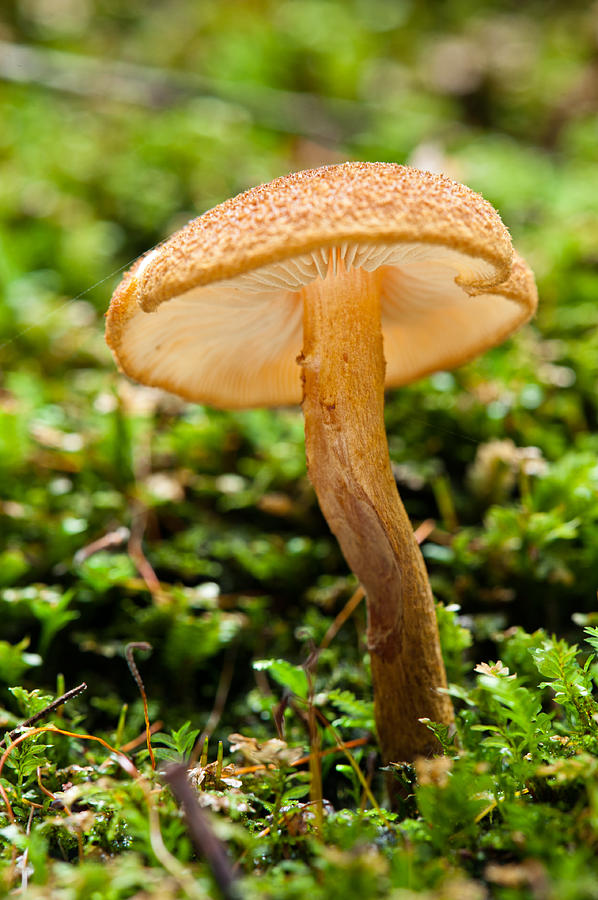 Mushroom Photograph by U Schade